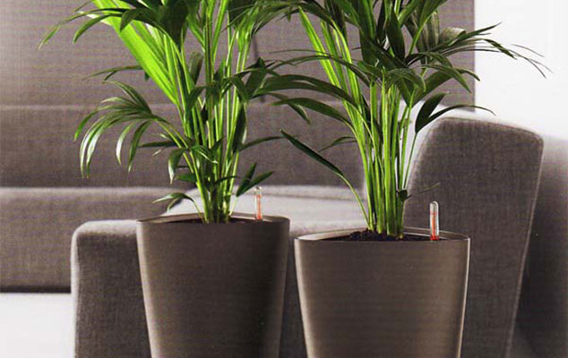 office plant service the woodlands tx