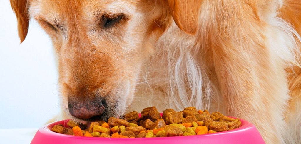 online dog food, treats and toys